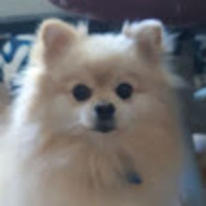 Meet your Posher, Brooklyn